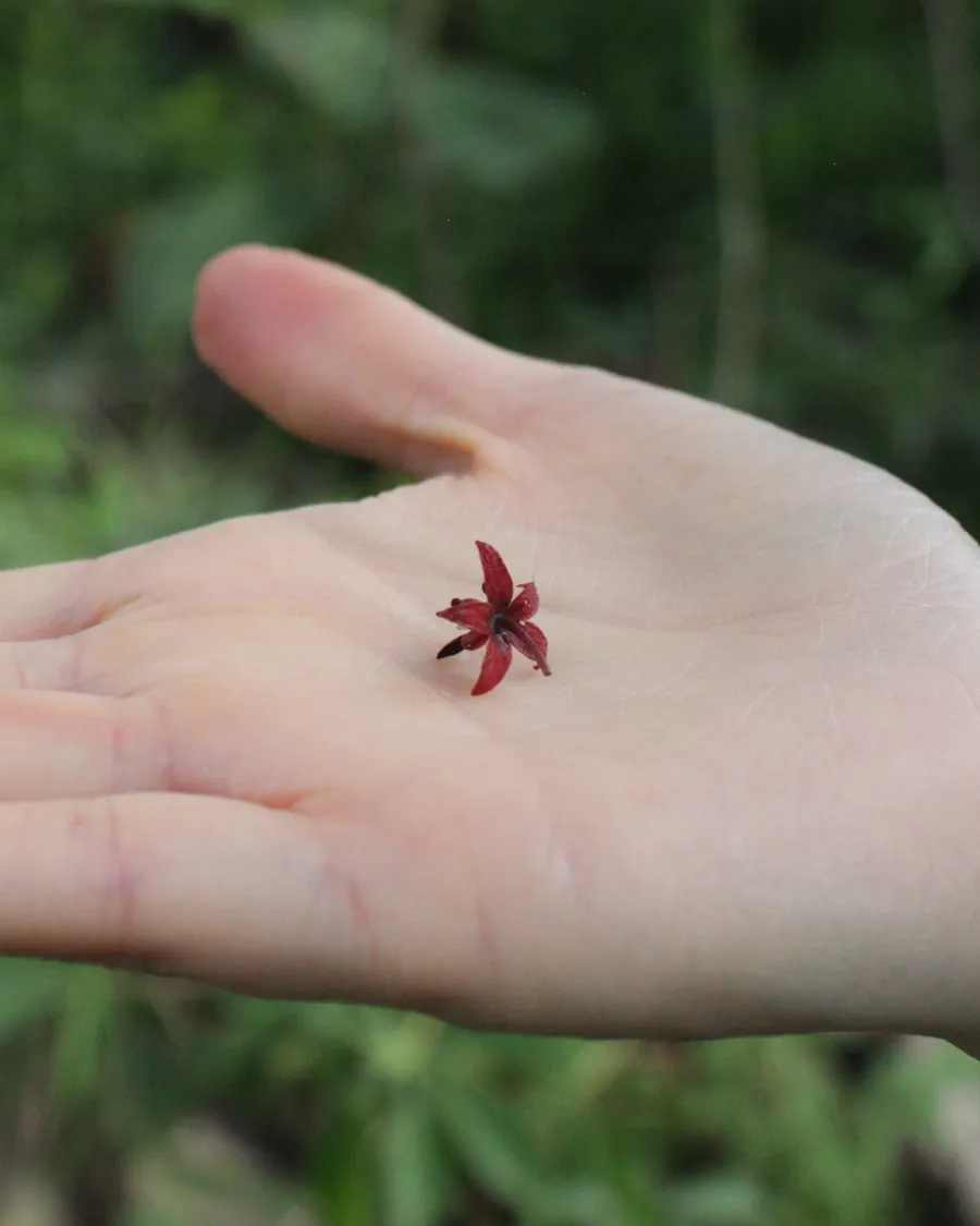 Flor del macambo sobre la palma de una mano, en la Amazonía