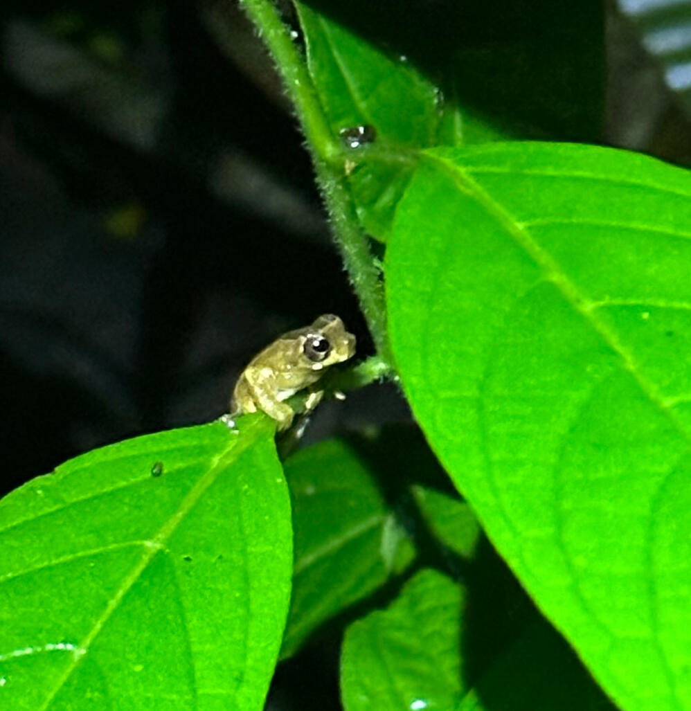 Ranita Caricorta