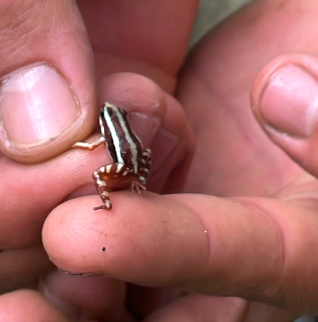 Rana nodriza de la epibatidina