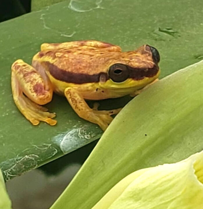 Rana de charco de falda roja