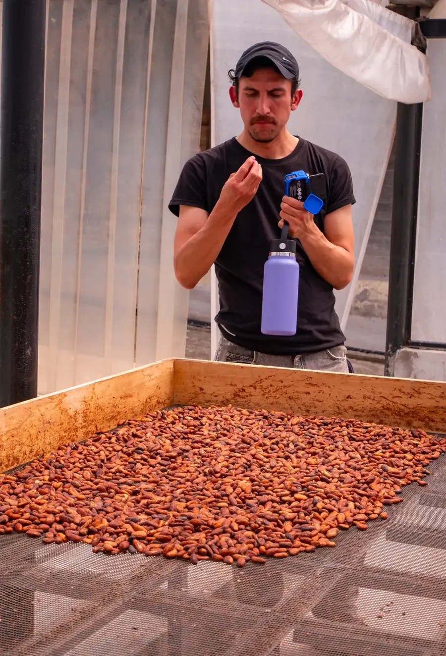 Marcos revisa granos de cacao fermentados en la mesa de secado
