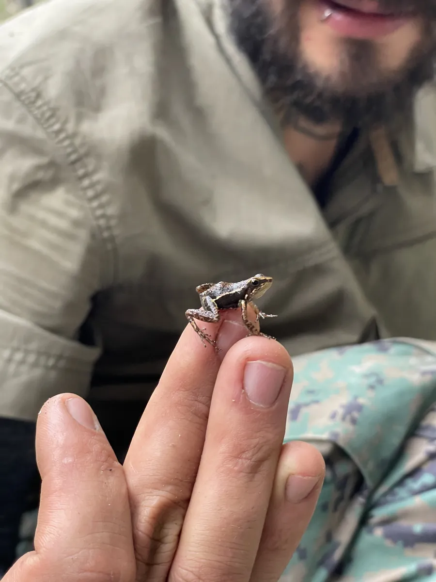 Una ranita diminuta sobre los dedos, encontrada en una finca de cacao